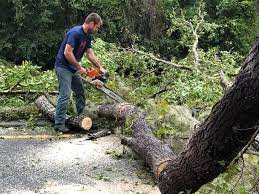 Professional Tree Care in Sixteen Mile Stand, OH