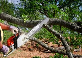 Best Tree Risk Assessment  in Sixteen Mile Stand, OH