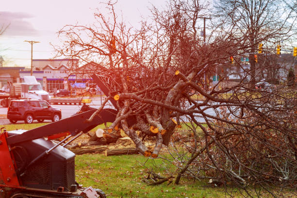 Best Hazardous Tree Removal  in Sixteen Mile Stand, OH