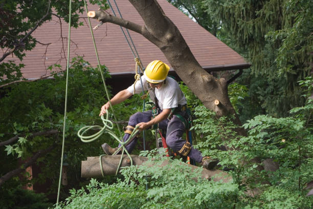 Best Tree Trimming and Pruning  in Sixteen Mile Stand, OH