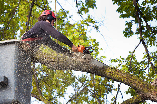 Best Stump Grinding and Removal  in Sixteen Mile Stand, OH