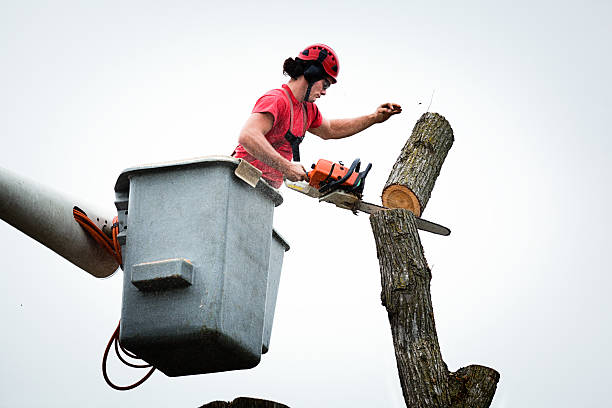  Sixteen Mile Stand, OH Tree Care Pros