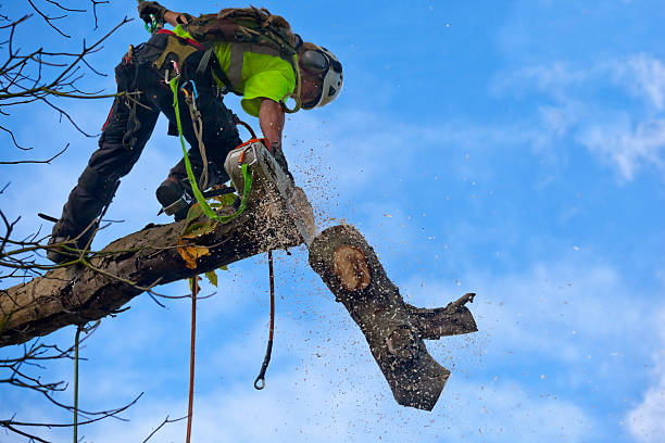 Best Tree Maintenance Programs  in Sixteen Mile Stand, OH